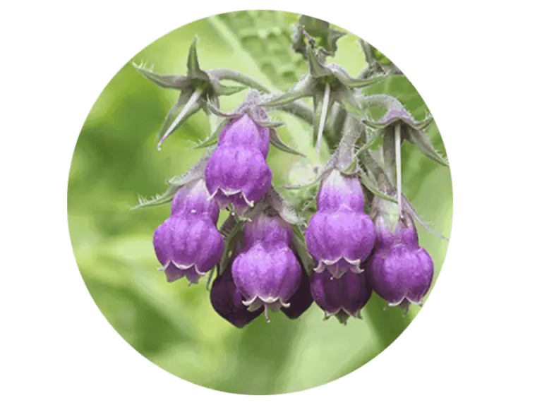 kandungan krim reglow4 768x574.png